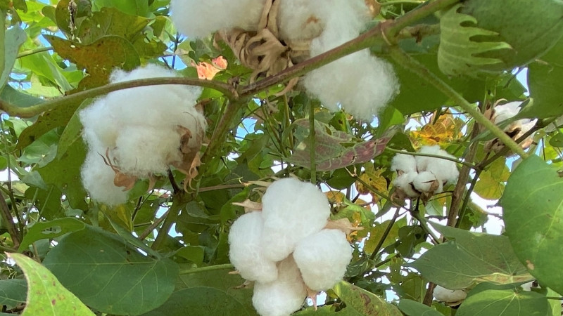 綿花畑に実るコットンボールのイメージ画像